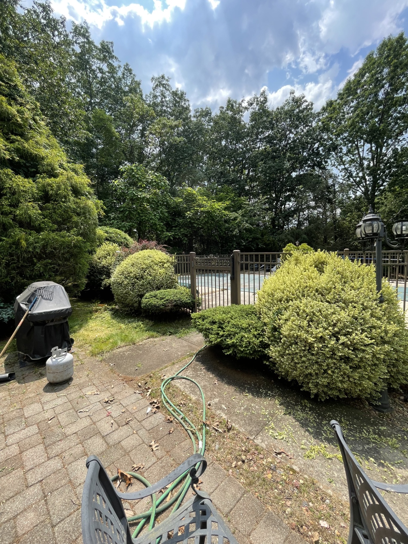 Bush trimming 2 — before
