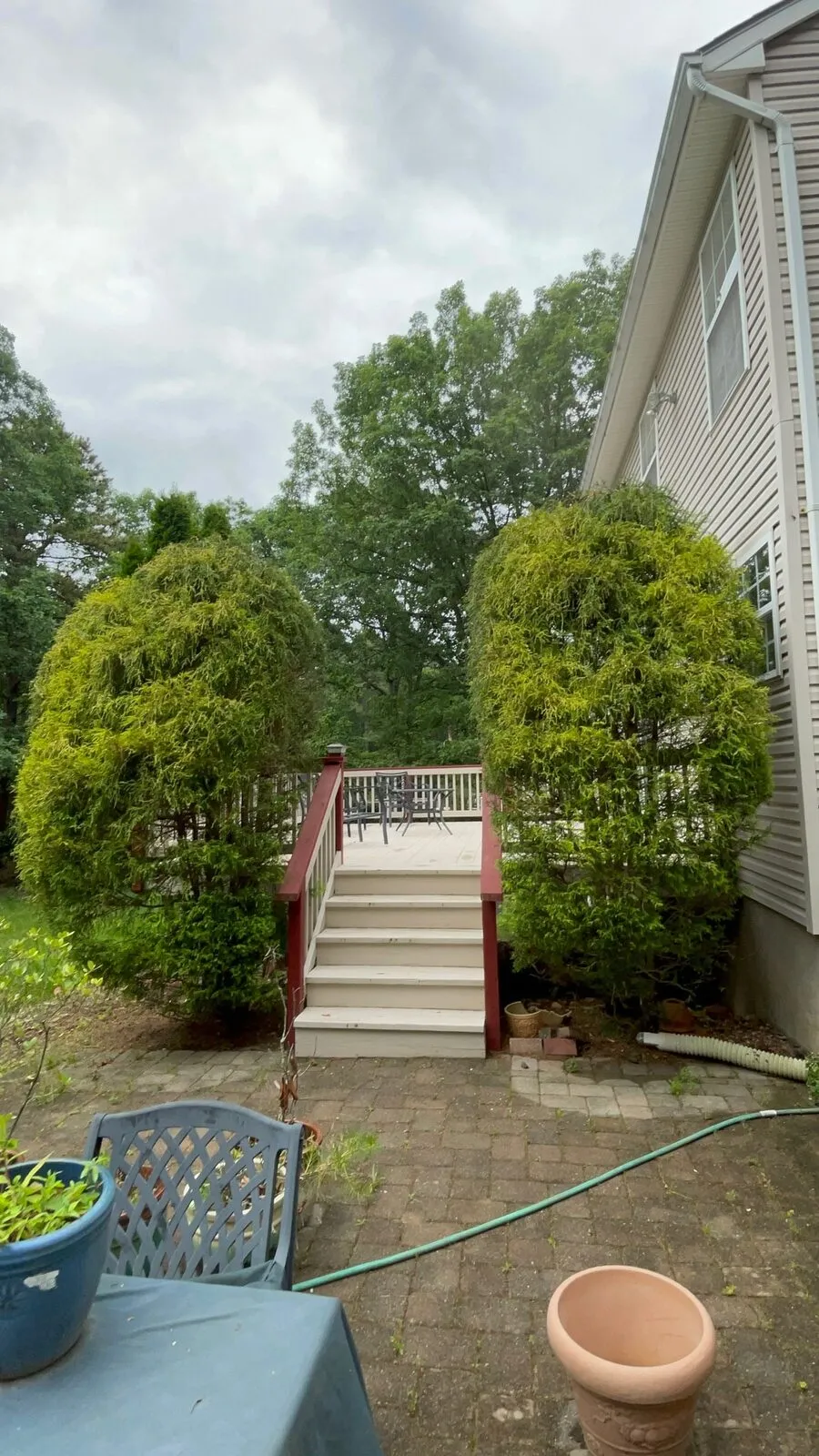 Same bushes cut back and shaped after trimming