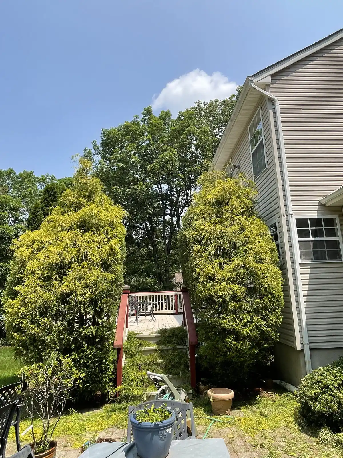 Overgrown bushes in front of a house before trimming