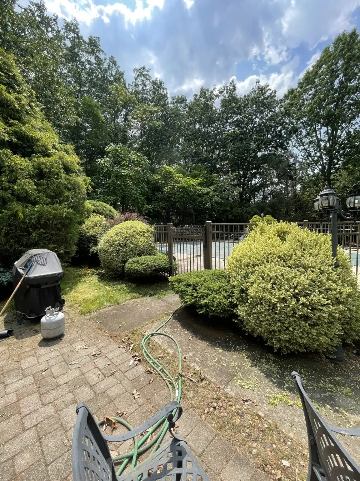 Overgrown tree line and bushes before trimming