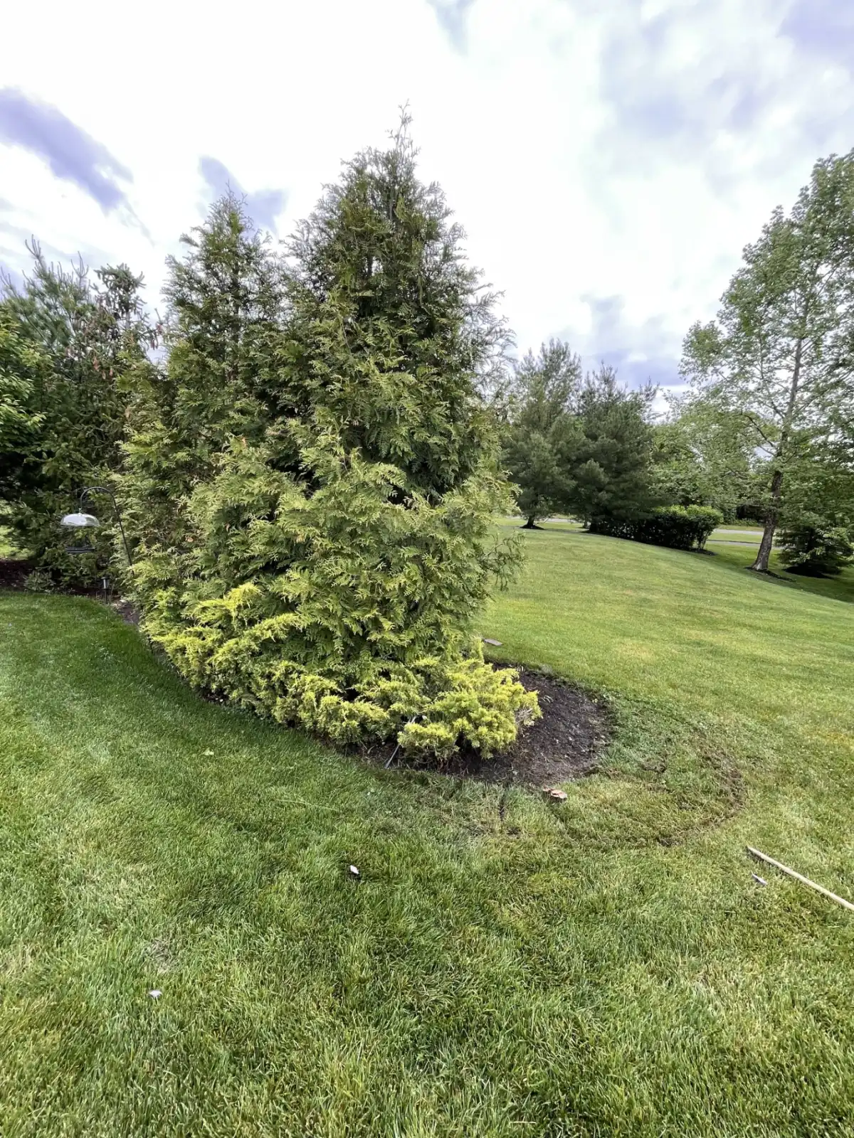Overgrown yard before landscaping, job two
