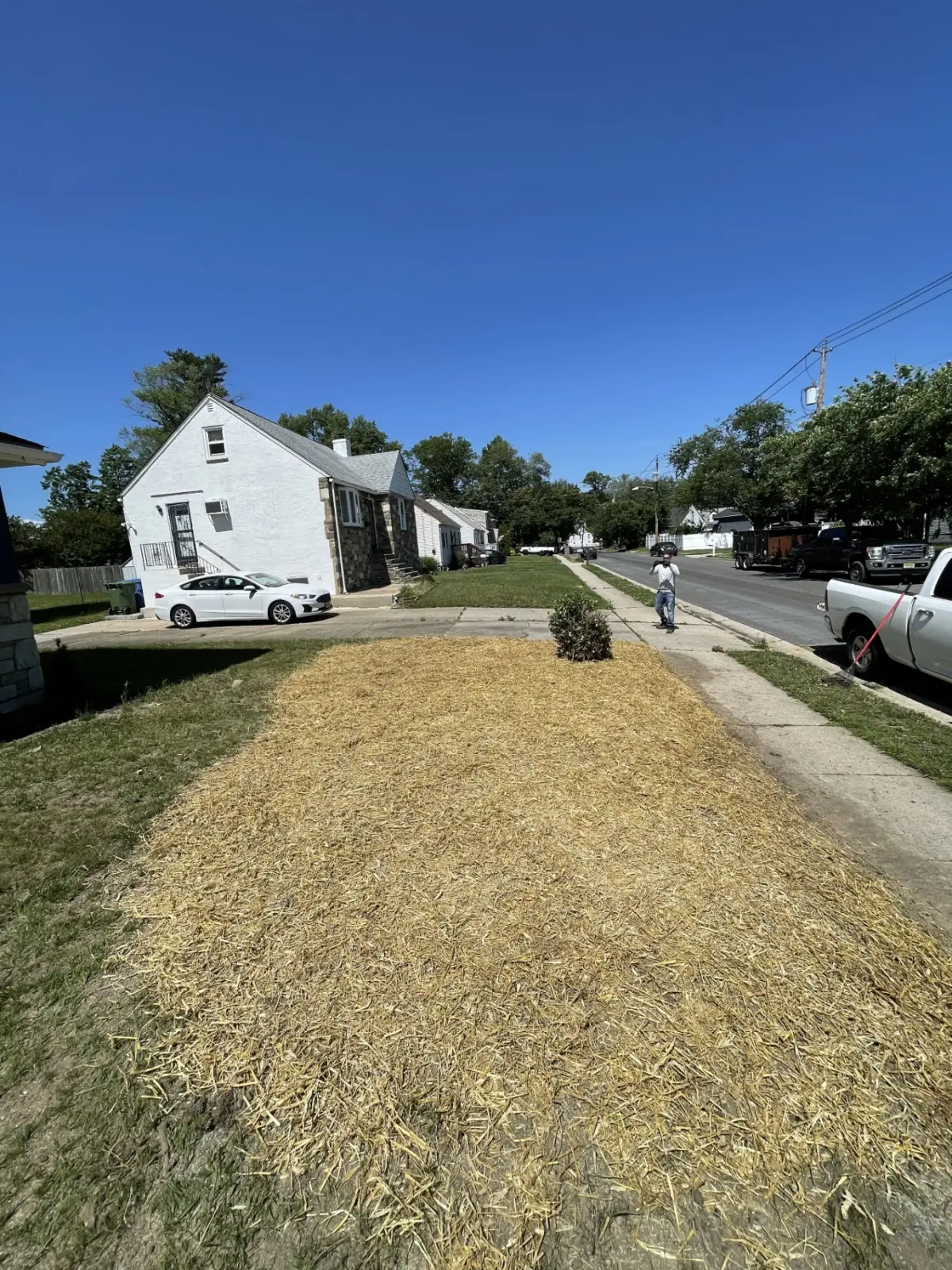 New grass after seeding, angle two