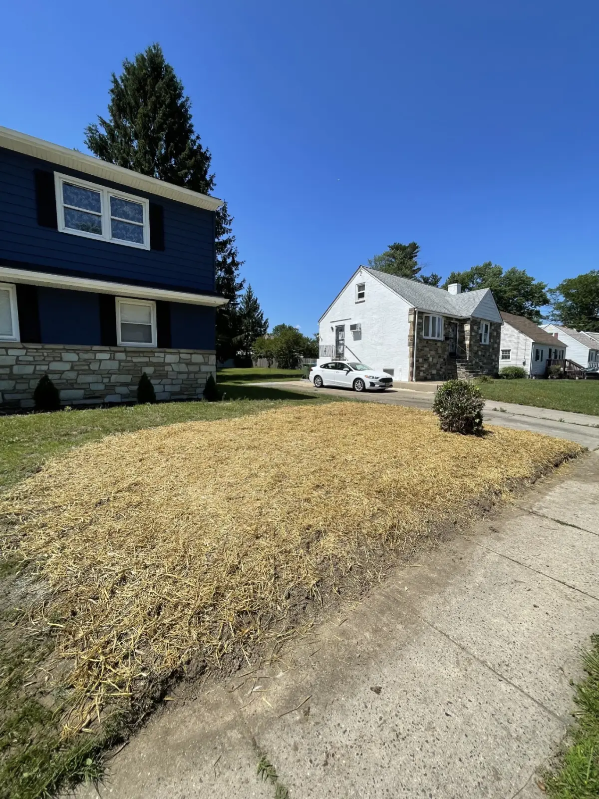 New grass after seeding, angle three
